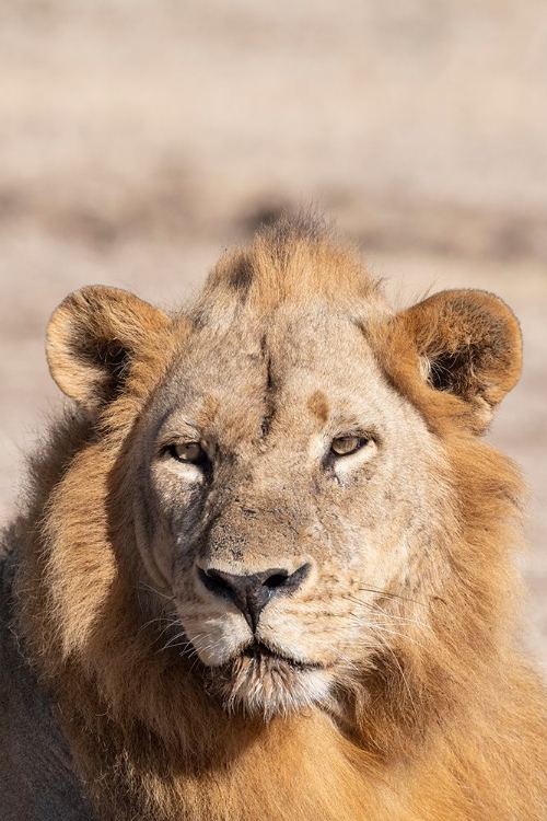 Picture of ZAMBIA-SOUTH LUANGWA NATIONAL PARK. MALE AFRICAN.