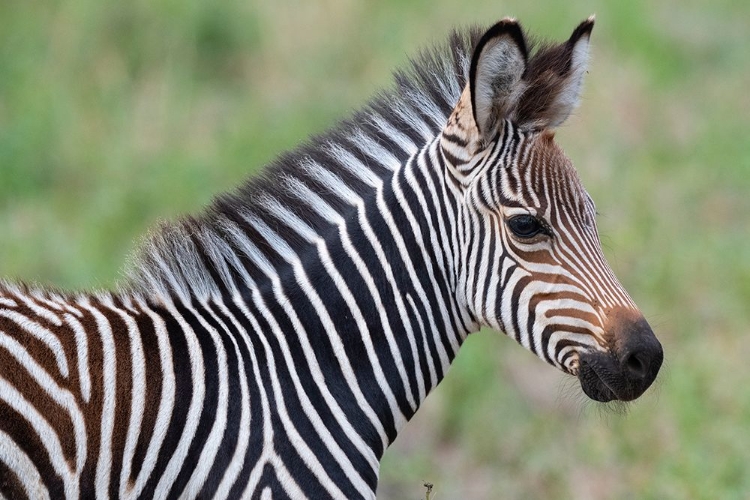 Picture of ZAMBIA-SOUTH LUANGWA NATIONAL PARK. BABY CRAWSHAYS ZEBRA FACE DETAIL