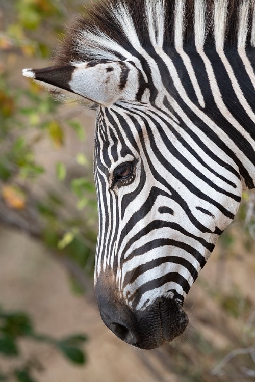 Picture of ZAMBIA-SOUTH LUANGWA NATIONAL PARK. CRAWSHAYS ZEBRA FACE DETAIL