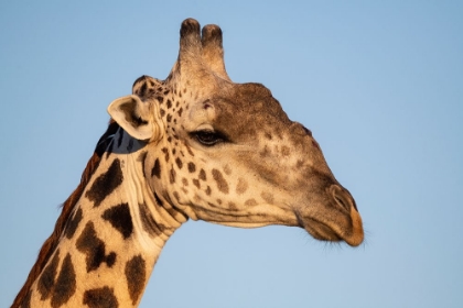 Picture of ZAMBIA-SOUTH LUANGWA NATIONAL PARK. THORNICROFTS GIRAFFE ENDEMIC TO LUANGWA.