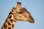 Picture of ZAMBIA-SOUTH LUANGWA NATIONAL PARK. THORNICROFTS GIRAFFE ENDEMIC TO LUANGWA.