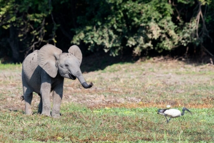 Picture of ZAMBIA-SOUTH LUANGWA NATIONAL PARK. YOUNG AFRICAN ELEPHANT WITH IBIS.