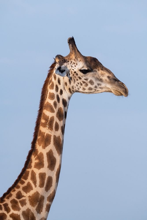 Picture of ZAMBIA-SOUTH LUANGWA NATIONAL PARK. THORNICROFTS GIRAFFE ENDEMIC TO LUANGWA.
