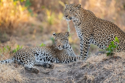 Picture of ZAMBIA-SOUTH LUANGWA NATIONAL PARK. MOTHER LEOPARD WITH GROWN MALE CUB.