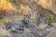 Picture of ZAMBIA-SOUTH LUANGWA NATIONAL PARK. MOTHER LEOPARD WITH GROWN MALE CUB.