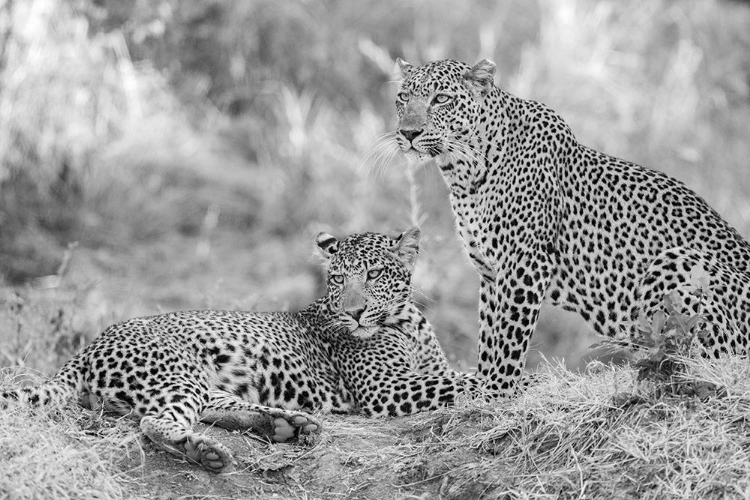 Picture of ZAMBIA-SOUTH LUANGWA NATIONAL PARK. MOTHER LEOPARD WITH GROWN MALE CUB.