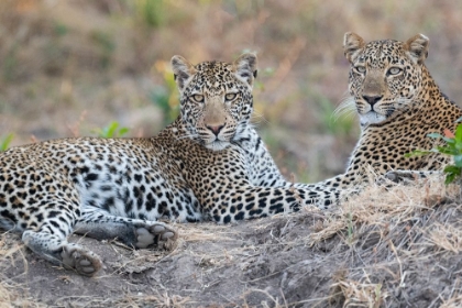 Picture of ZAMBIA-SOUTH LUANGWA NATIONAL PARK. MOTHER LEOPARD WITH GROWN MALE CUB.