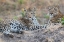 Picture of ZAMBIA-SOUTH LUANGWA NATIONAL PARK. MOTHER LEOPARD WITH GROWN MALE CUB.