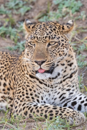 Picture of ZAMBIA-SOUTH LUANGWA NATIONAL PARK. LONE MALE AFRICAN LEOPARD.