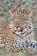 Picture of ZAMBIA-SOUTH LUANGWA NATIONAL PARK. LONE MALE AFRICAN LEOPARD.