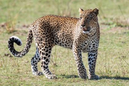 Picture of ZAMBIA-SOUTH LUANGWA NATIONAL PARK. AFRICAN LEOPARD.