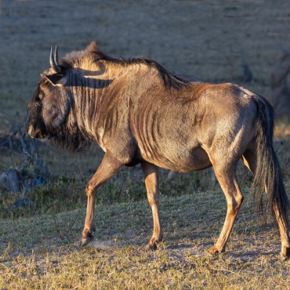 Picture of CLOSE-UP OF WILDEBEEST-AKA GNU. CAMELTHORN LODGE. HWANGE NATIONAL PARK. ZIMBABWE.