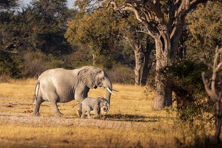 Picture of ELEPHANT MOM AND CALF. CAMELTHORN LODGE. HWANGE NATIONAL PARK. ZIMBABWE.