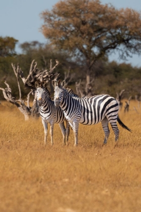 Picture of ZEBRAS. CAMELTHORN LODGE. HWANGE NATIONAL PARK. ZIMBABWE.