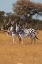 Picture of ZEBRAS. CAMELTHORN LODGE. HWANGE NATIONAL PARK. ZIMBABWE.