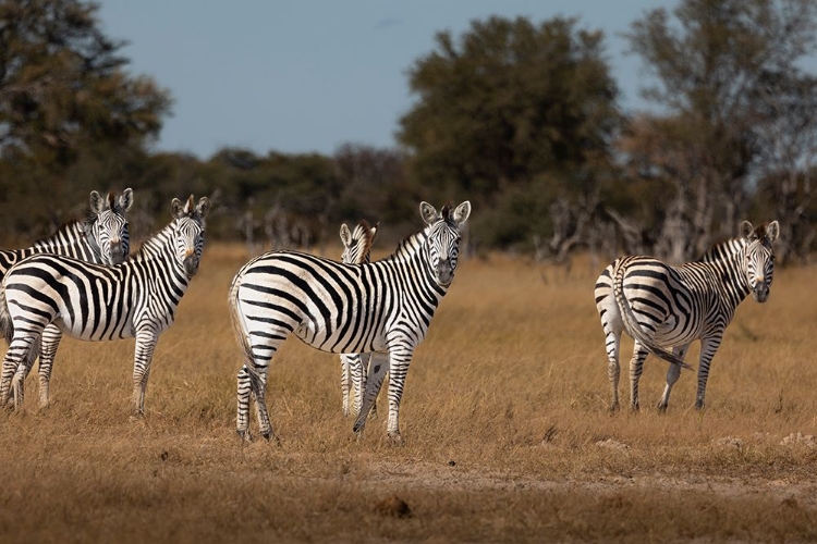 Picture of ZEBRAS. CAMELTHORN LODGE. HWANGE NATIONAL PARK. ZIMBABWE.