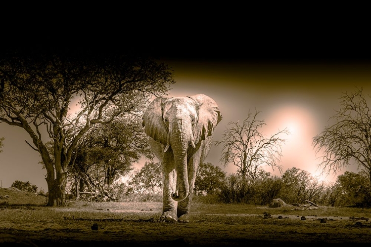 Picture of ELEPHANTS AT WATERING HOLE. CAMELTHORN LODGE. HWANGE NATIONAL PARK. ZIMBABWE.