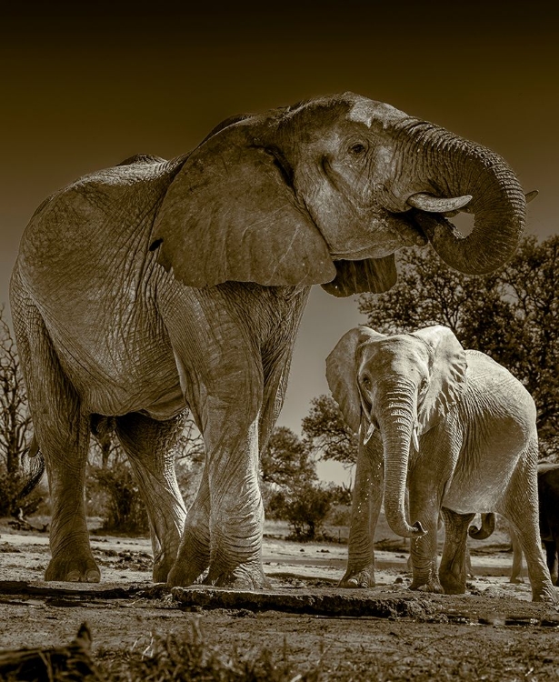 Picture of ELEPHANTS AT WATERING HOLE. CAMELTHORN LODGE. HWANGE NATIONAL PARK. ZIMBABWE.