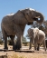 Picture of ELEPHANTS AT WATERING HOLE. CAMELTHORN LODGE. HWANGE NATIONAL PARK. ZIMBABWE.