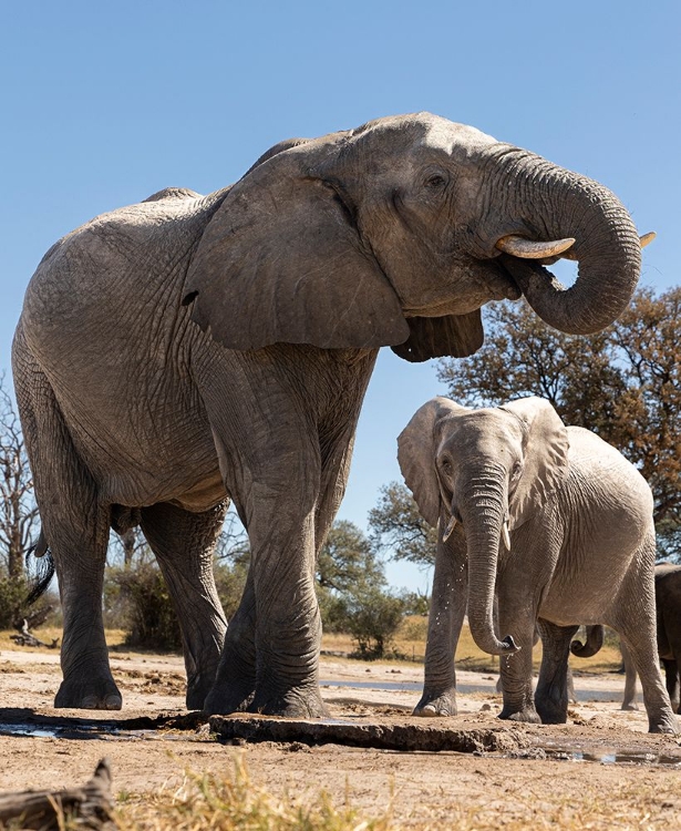 Picture of ELEPHANTS AT WATERING HOLE. CAMELTHORN LODGE. HWANGE NATIONAL PARK. ZIMBABWE.