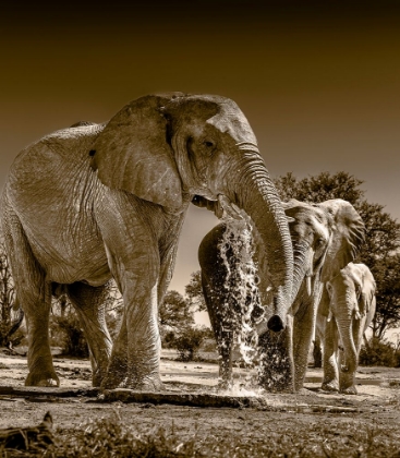 Picture of ELEPHANTS AT WATERING HOLE. CAMELTHORN LODGE. HWANGE NATIONAL PARK. ZIMBABWE.