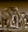 Picture of ELEPHANTS AT WATERING HOLE. CAMELTHORN LODGE. HWANGE NATIONAL PARK. ZIMBABWE.