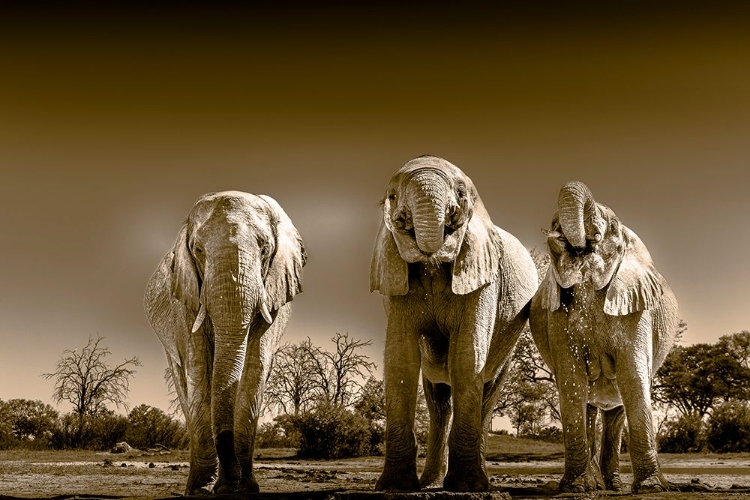 Picture of ELEPHANTS AT WATERING HOLE. CAMELTHORN LODGE. HWANGE NATIONAL PARK. ZIMBABWE.