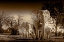 Picture of ELEPHANTS AT WATERING HOLE. CAMELTHORN LODGE. HWANGE NATIONAL PARK. ZIMBABWE.