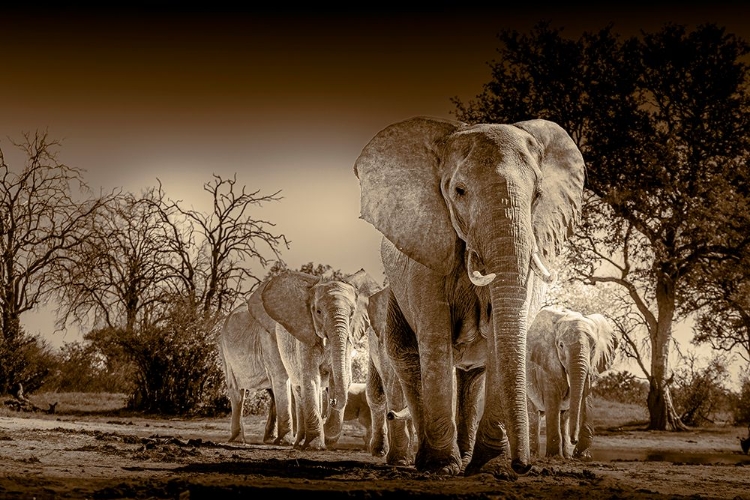 Picture of ELEPHANTS AT WATERING HOLE. CAMELTHORN LODGE. HWANGE NATIONAL PARK. ZIMBABWE.