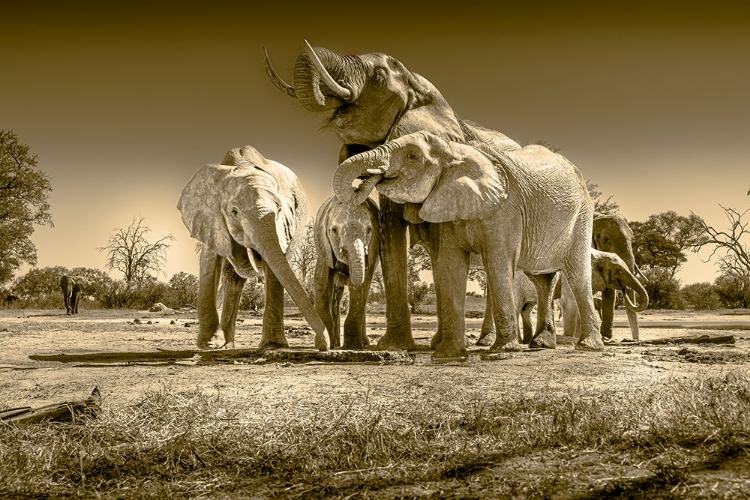 Picture of ELEPHANTS AT WATERING HOLE. CAMELTHORN LODGE. HWANGE NATIONAL PARK. ZIMBABWE.
