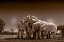 Picture of ELEPHANTS AT WATERING HOLE. CAMELTHORN LODGE. HWANGE NATIONAL PARK. ZIMBABWE.