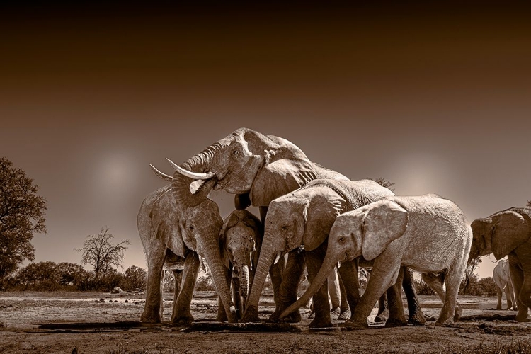 Picture of ELEPHANTS AT WATERING HOLE. CAMELTHORN LODGE. HWANGE NATIONAL PARK. ZIMBABWE.