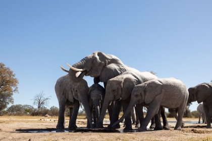 Picture of ELEPHANTS AT WATERING HOLE. CAMELTHORN LODGE. HWANGE NATIONAL PARK. ZIMBABWE.