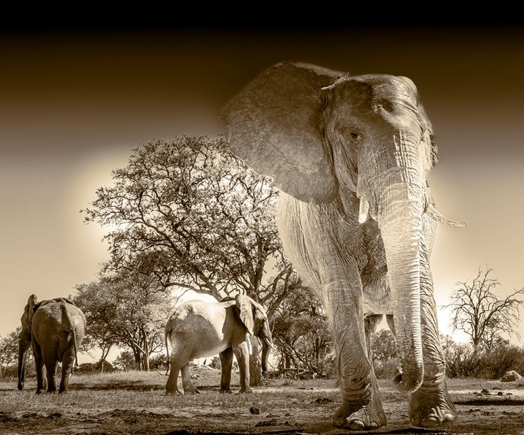 Picture of ELEPHANTS AT WATERING HOLE. CAMELTHORN LODGE. HWANGE NATIONAL PARK. ZIMBABWE.