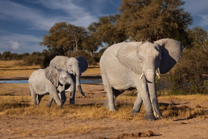 Picture of ELEPHANTS LEAVING WATERING HOLE. CAMELTHORN LODGE. HWANGE NATIONAL PARK. ZIMBABWE.