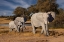 Picture of ELEPHANTS LEAVING WATERING HOLE. CAMELTHORN LODGE. HWANGE NATIONAL PARK. ZIMBABWE.