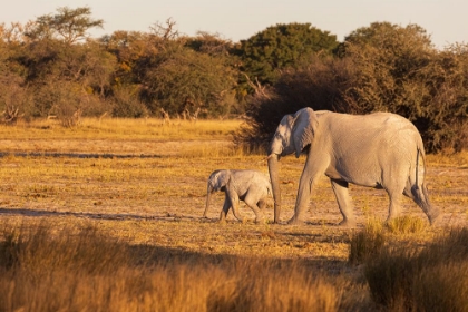 Picture of ELEPHANT GROUP WITH BABY FOOLING AROUND. CAMELTHORN LODGE. HWANGE NATIONAL PARK. ZIMBABWE.