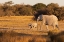 Picture of ELEPHANT GROUP WITH BABY FOOLING AROUND. CAMELTHORN LODGE. HWANGE NATIONAL PARK. ZIMBABWE.