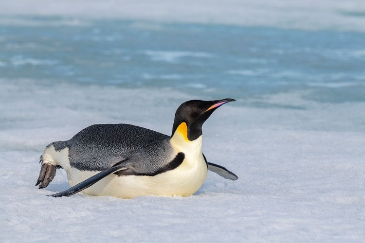 Picture of ANTARCTICA-WEDDELL SEA-SNOW HILL. EMPEROR PENGUIN