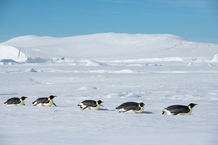 Picture of ANTARCTICA-WEDDELL SEA-SNOW HILL. EMPEROR PENGUINS TOBOGGINING.