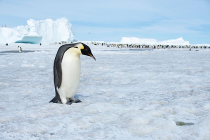 Picture of ANTARCTICA-WEDDELL SEA-SNOW HILL. EMPEROR PENGUINS ADULT WITH COLONY IN DISTANCE.