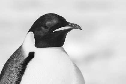 Picture of ANTARCTICA-WEDDELL SEA-SNOW HILL COLONY. EMPEROR PENGUIN HEAD CLOSE-UP.