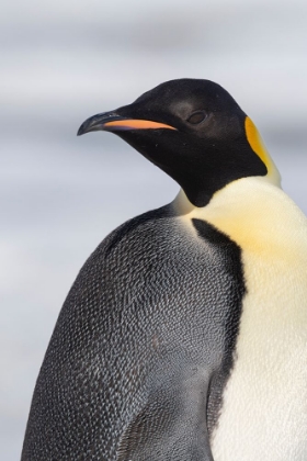 Picture of ANTARCTICA-WEDDELL SEA-SNOW HILL COLONY. EMPEROR PENGUIN HEAD CLOSE-UP.