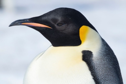 Picture of ANTARCTICA-WEDDELL SEA-SNOW HILL COLONY. EMPEROR PENGUIN HEAD CLOSE-UP.