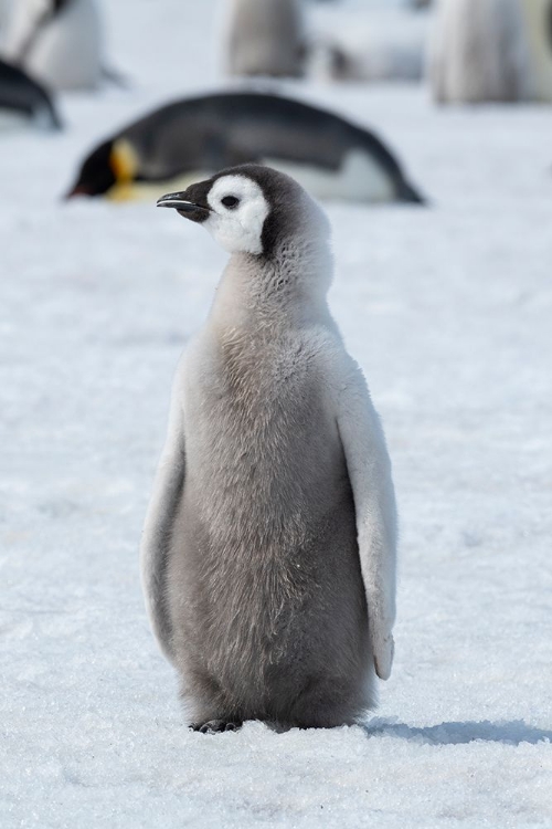 Picture of ANTARCTICA-WEDDELL SEA-SNOW HILL. EMPEROR PENGUIN CHICK