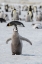 Picture of ANTARCTICA-WEDDELL SEA-SNOW HILL. EMPEROR PENGUIN CHICK