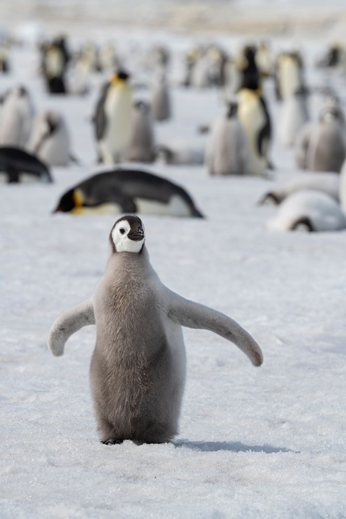 Picture of ANTARCTICA-WEDDELL SEA-SNOW HILL. EMPEROR PENGUIN CHICK