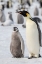 Picture of ANTARCTICA-WEDDELL SEA-SNOW HILL. EMPEROR PENGUINS ADULT WITH CHICKS.