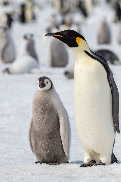 Picture of ANTARCTICA-WEDDELL SEA-SNOW HILL. EMPEROR PENGUINS ADULT WITH CHICKS.