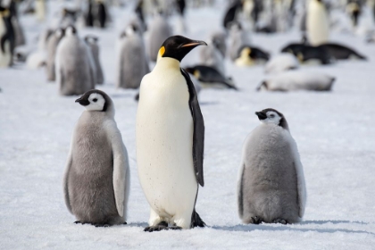 Picture of ANTARCTICA-WEDDELL SEA-SNOW HILL. EMPEROR PENGUINS ADULT WITH CHICKS.